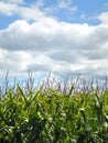 Green corn stalks & tassels, blue sky and white clouds