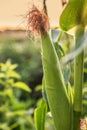 Green corn in summer in its seedcase Royalty Free Stock Photo