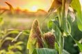 Green corn in summer in its seedcase Royalty Free Stock Photo