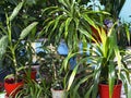Green corner from various decorative plants in pots
