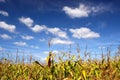 Green cornfield Royalty Free Stock Photo