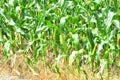 green cornfield Royalty Free Stock Photo