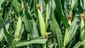 Green cornfield background close-up, raw ears of corn