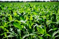 Green cornfield closeup Royalty Free Stock Photo