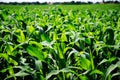 Green cornfield closeup