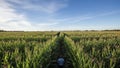Green Cornfield with Irrigation System Under Blue Sky Royalty Free Stock Photo
