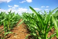 Green cornfield at Portugal.