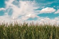 Green cornfield with sky in background