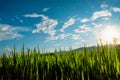 Green cornfield on sky blue background before sunset. Sky cloud clear Royalty Free Stock Photo