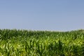 Green cornfield in summer with a blue sky Royalty Free Stock Photo