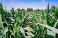 Green cornfield in summer with blue sky and trees Royalty Free Stock Photo