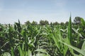 Green cornfield in summer with blue sky and trees Royalty Free Stock Photo