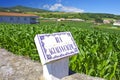 Green cornfield Terceira near Agualva. Azores. Portugal. Horizo