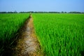 Green cornfield, Thailand.