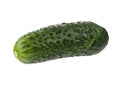 Green cornichon gherkin, isolated on white background