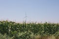 Road in the Odessa region of Ukraine with a view of the windmills