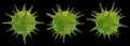 Green Coronavirus Agents on Black Background