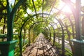 Green corridor in the garden with vine plants Royalty Free Stock Photo