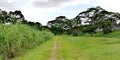Green corridor at Hillview, Singapore Royalty Free Stock Photo