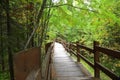 Green corridor, wooden path, path in the forest, Park Royalty Free Stock Photo