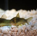 Green Cory Corydoras trilineatus catfish Royalty Free Stock Photo