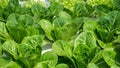 Green cos lettuce