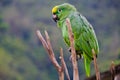 Green costa rica parrot wide