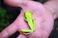 Green Costa Rican frog with red eyes and blue paws