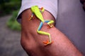 Green Costa Rican frog with red eyes and blue paws