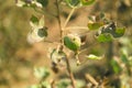 Green cotton field in indian farm