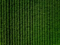 Green country field of potato with row lines, top view, aerial photo Royalty Free Stock Photo