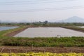 Green countryside