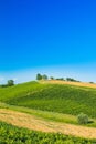 Daruvar region in Croatia, vineyard on hills