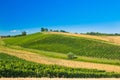 Daruvar region in Croatia, vineyard on hills