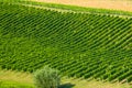 Daruvar region in Croatia, vineyard on hills