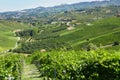 Green countryside with vineyards, Langhe hills in Italy Royalty Free Stock Photo