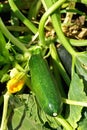 Green courgette. Royalty Free Stock Photo