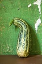 Green courgette zucchini on table Royalty Free Stock Photo