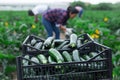 Green courgettes in boxes on background with farmworkers Royalty Free Stock Photo