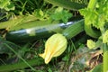Green courgettes with edible flower Royalty Free Stock Photo