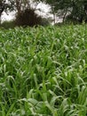 Green cow grass crop in village. Royalty Free Stock Photo