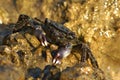 Green crab Royalty Free Stock Photo