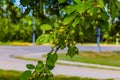 Green crab apples on a tree branch; ornamental tree. Royalty Free Stock Photo