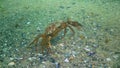 Green crab Carcinus aestuarii, a female with eggs walks on a sandy seabed with green algae, the Black Sea