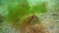 Green crab Carcinus aestuarii, a female with eggs walks on a sandy seabed with green algae, the Black Sea