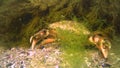 Green crab Carcinus aestuarii, a female with eggs walks on a sandy seabed with green algae, the Black Sea