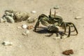 Green crab in seychelles beach Royalty Free Stock Photo