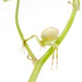 Green crab spider Royalty Free Stock Photo