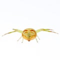 Green crab spider Royalty Free Stock Photo