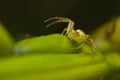 Green crab spider Royalty Free Stock Photo
